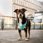 Anti-pressure harness 2-belts adjustment