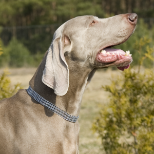 TRIPLE TIGHTENED COLLAR