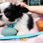 BABY puppy leash