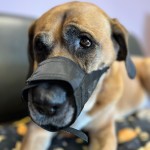 NYLON MUZZLE FOR DOG