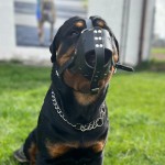 REINFORCED MUZZLE FOR DOG "LEATHER"