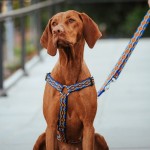 Guard harness Winnetou