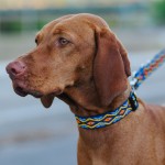 Adjustable collar Winnetou 
