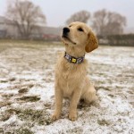 Adjustable Collar CITY Panthera