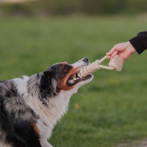 PSIA-KAWKA GRYZAK Z DREWNA KAWOWEGO 39 CM