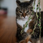 Wędka dla kota  FOREST