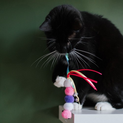Zabawka dla kota "CATERPILLAR"