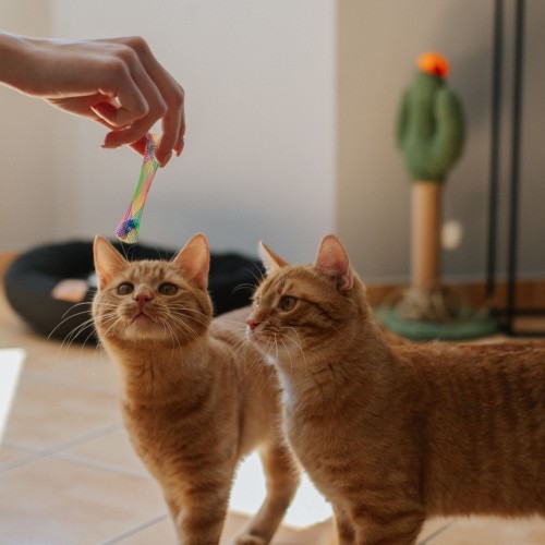 Zabawka dla kota "KITTY TRUMPET"