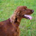 Obroża z taśmy dla psa Winnetou