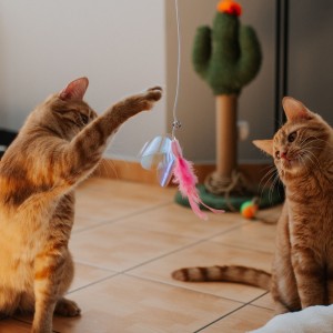 Wędka dla kota BUTTERFLY