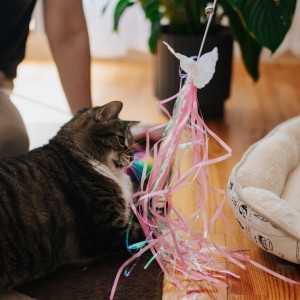 Wędka dla kota ANGEL