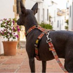 Szelki Guard CITY SPAIN