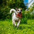 Ringo z rączką dla psa CITY SPAIN 36 cm – kolorowa zabawka Dingo