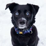 Christmas dog collar