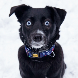 Christmas dog collar