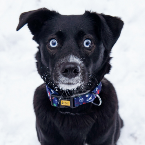 niebieska obroża świąteczna dla psa (3).png