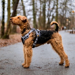 Anti-pressure dog harness Dynamic