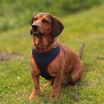 Anti-pressure harness 