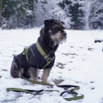 Extendable dog leash - SCANDI