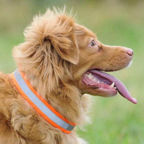 Opaska odblaskowa dla psa