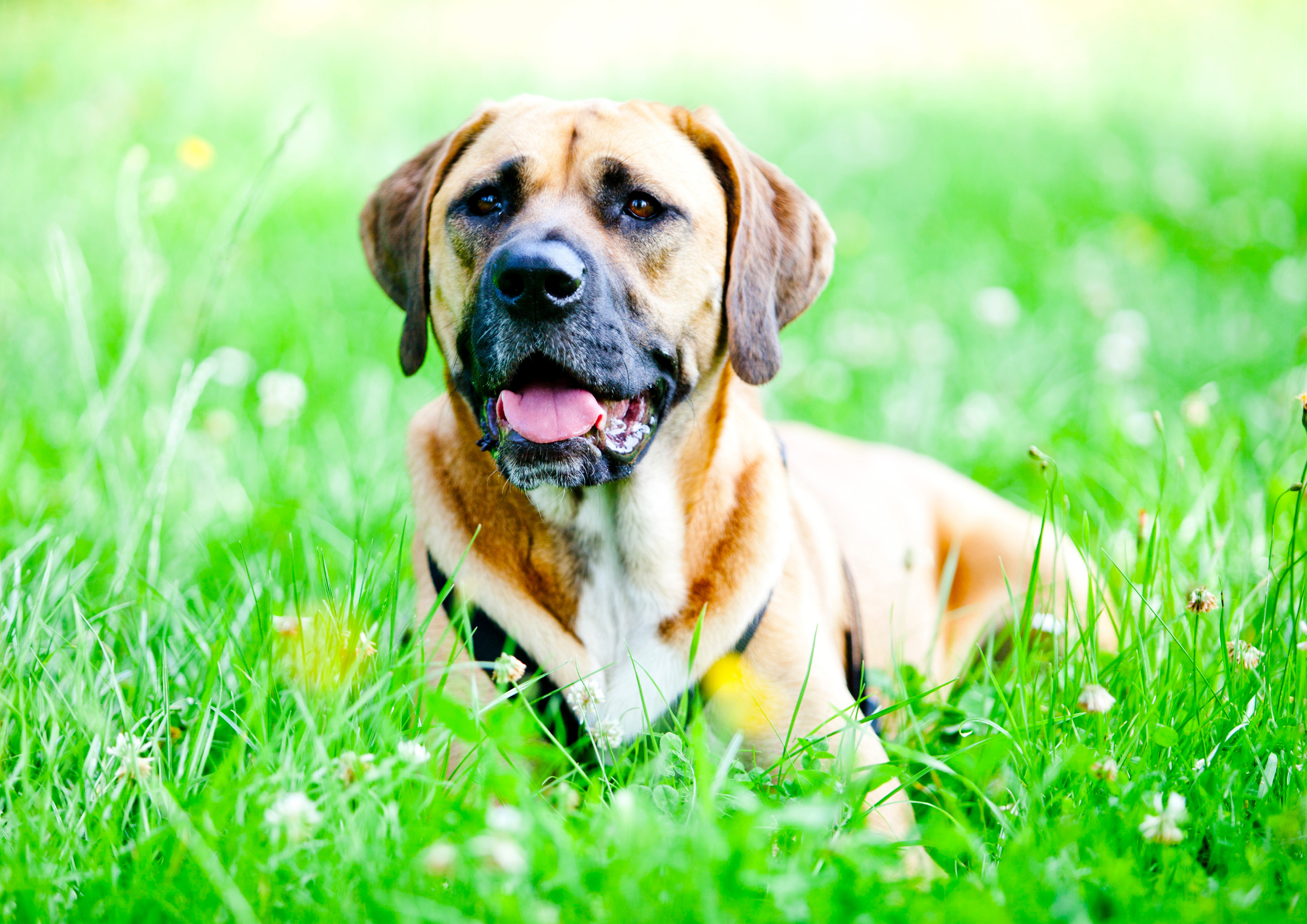 Światowy Dzień Zwierząt świętujemy w Dingo-Shop.