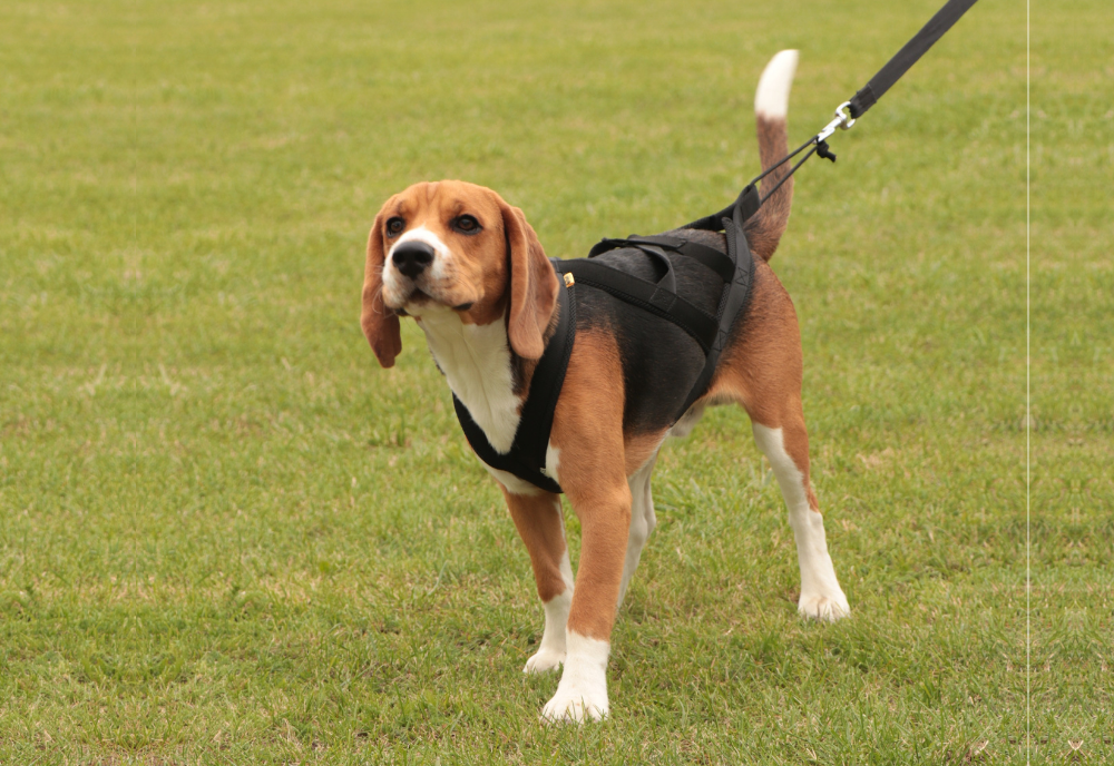 Szelki sled dla psa - Beagle Harry