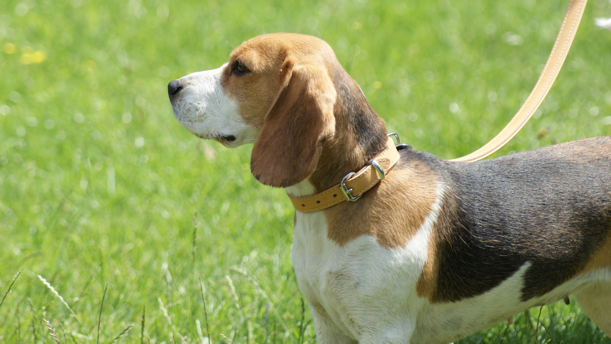 Beagle - opis rasy
