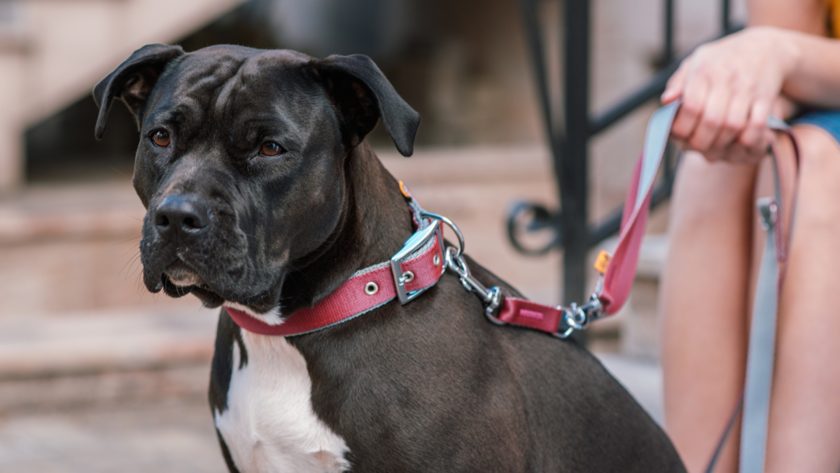 Amstaff – jak zrozumieć potrzeby tej rasy?