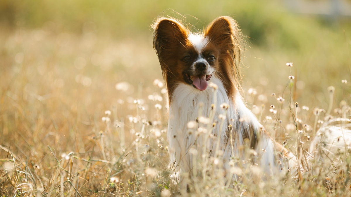 Papillon – mały pies z wielkim umysłem
